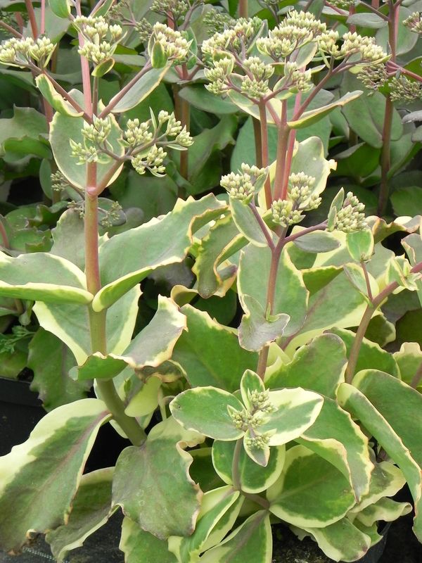 Sedum hybride ‘Ice Ruffles’