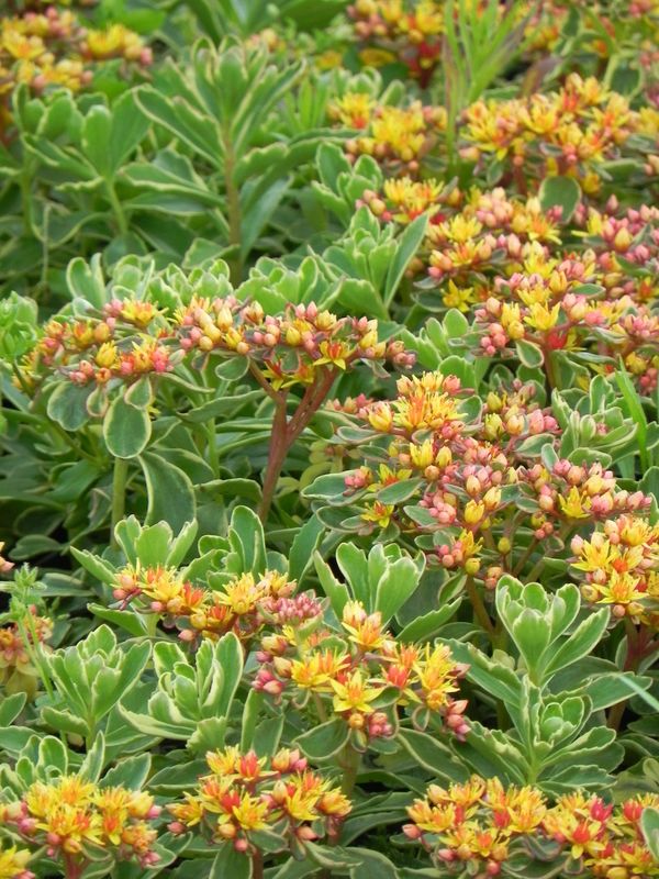 Sedum kamtschaticum ‘Variegatum’