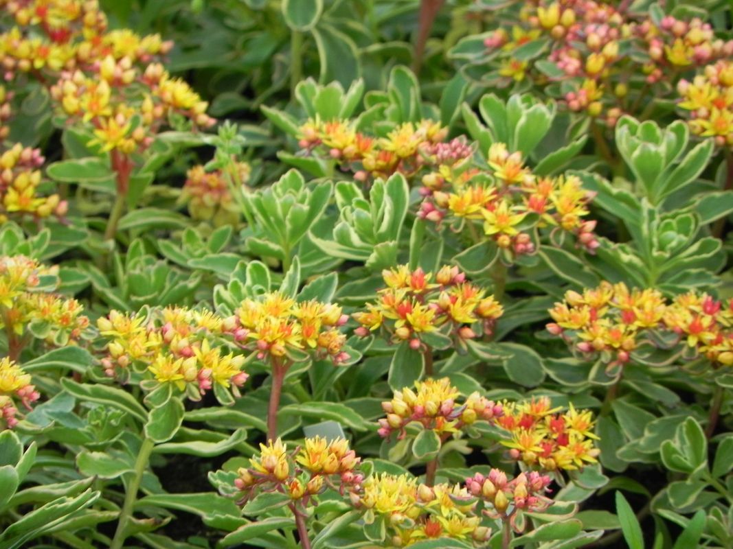 Sedum kamtschaticum ‘Variegatum’