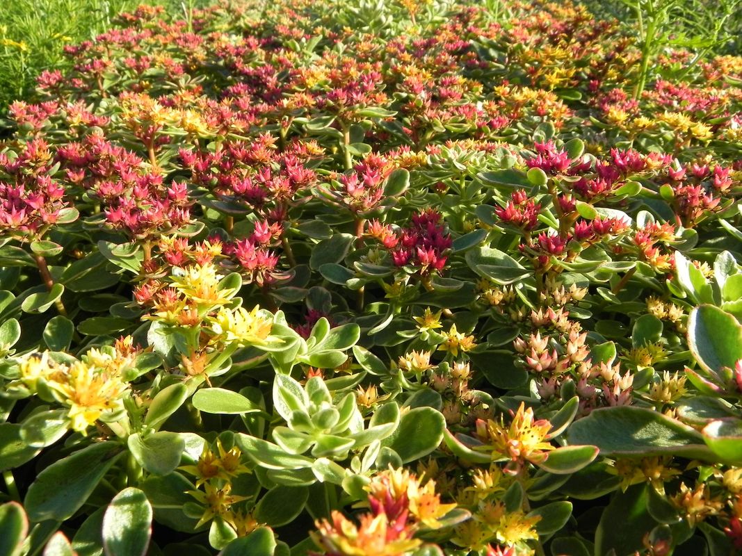 Sedum kamtschaticum ‘Variegatum’