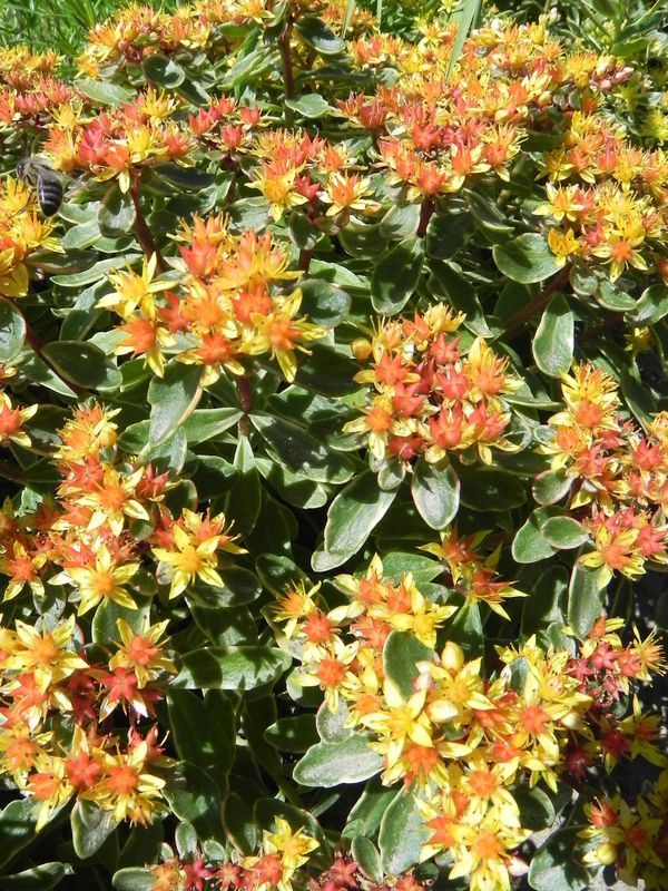 Sedum kamtschaticum ‘Variegatum’
