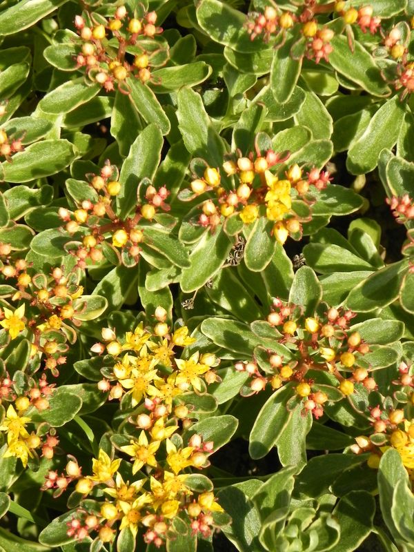 Sedum kamtschaticum ‘Variegatum’