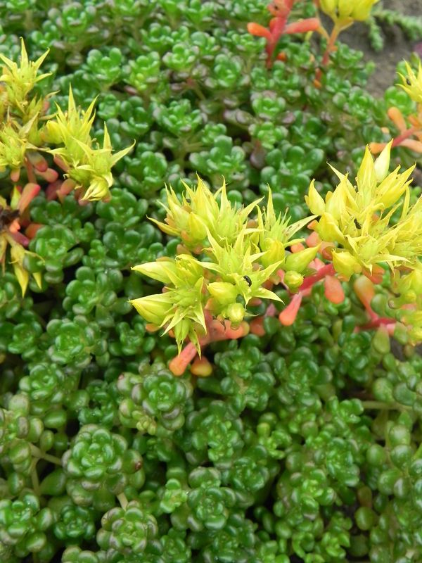 Sedum oreganum