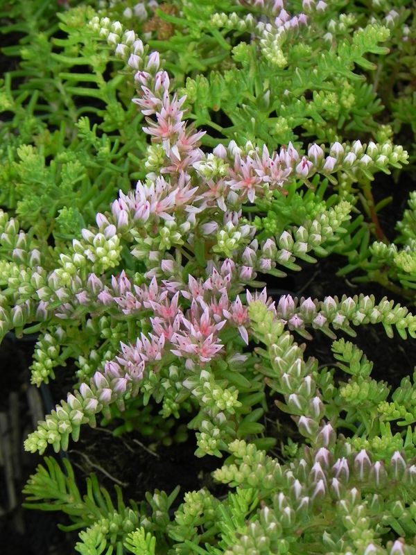Sedum pulchellum ‘Sea Star’