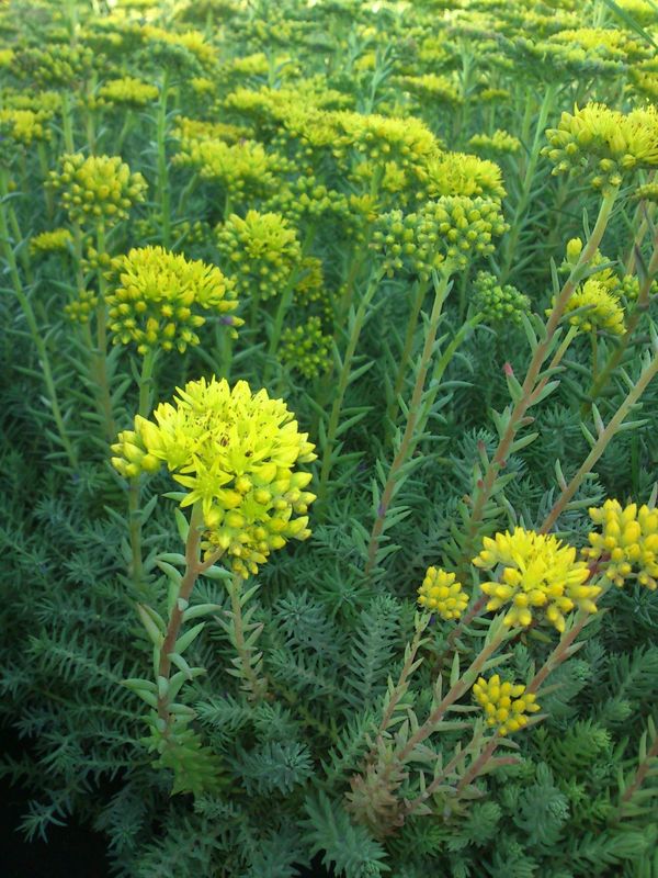 Sedum refleksum