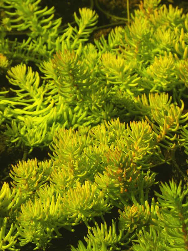 Sedum refleksum ‘Angelina’