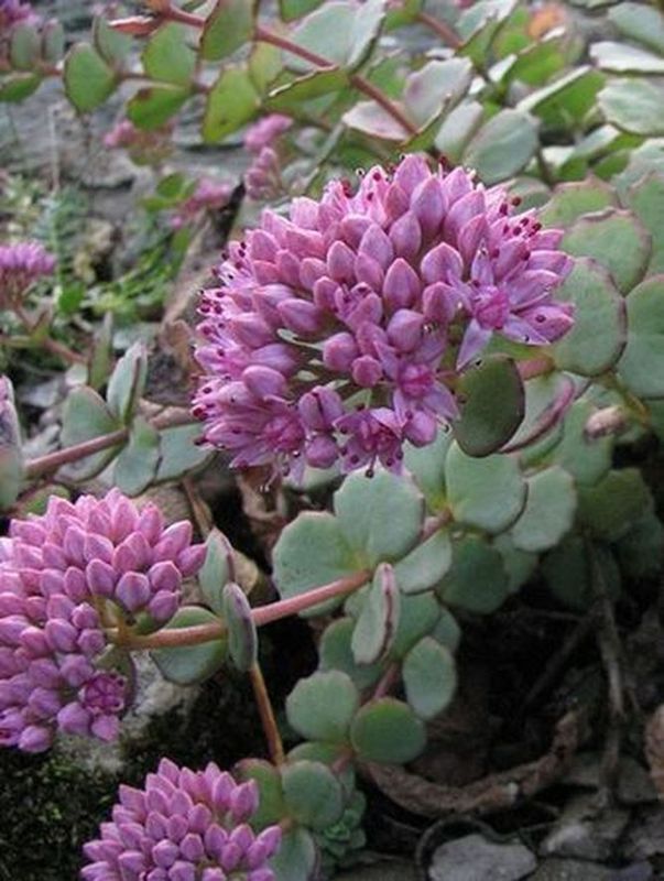 Sedum sieboldii