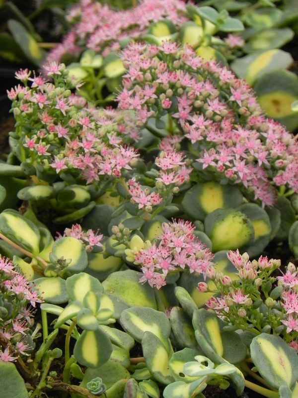 Sedum sieboldii ‘Mediovariegatum’