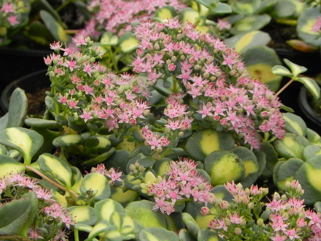 Sedum sieboldii ‘Mediovariegatum’