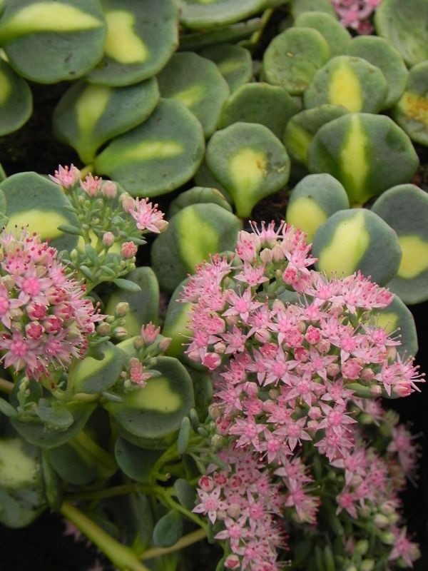 Sedum sieboldii ‘Mediovariegatum’