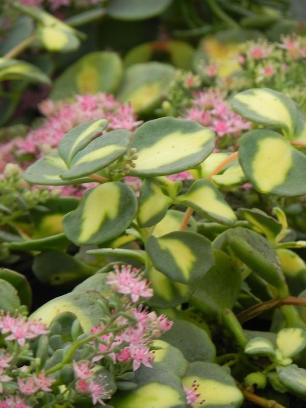 Sedum sieboldii ‘Mediovariegatum’