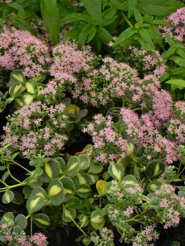 Sedum sieboldii ‘Mediovariegatum’