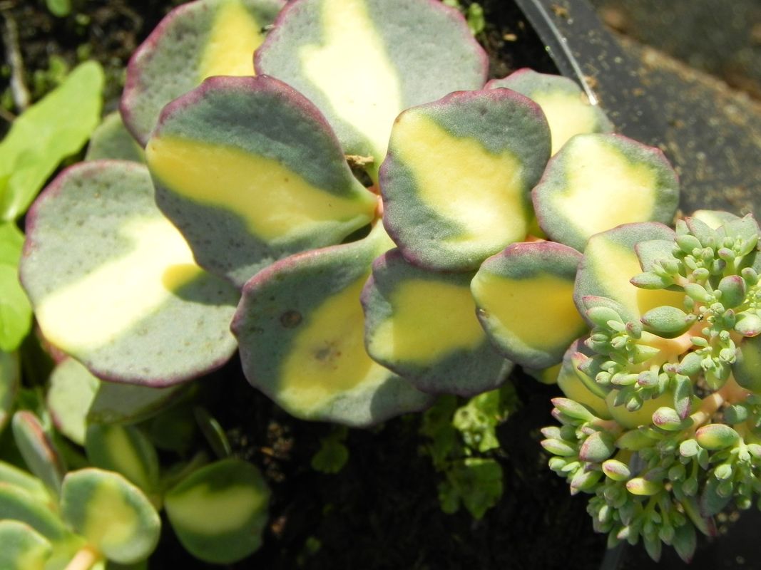 Sedum sieboldii ‘Mediovariegatum’