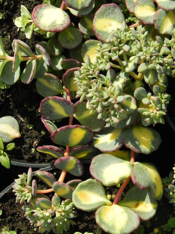 Sedum sieboldii ‘Mediovariegatum’