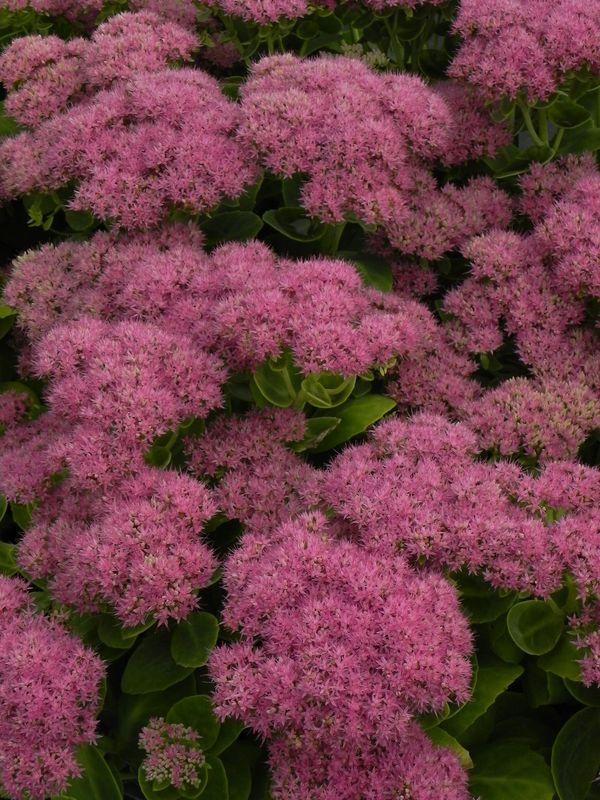 Sedum spectabile ‘Brilliant’