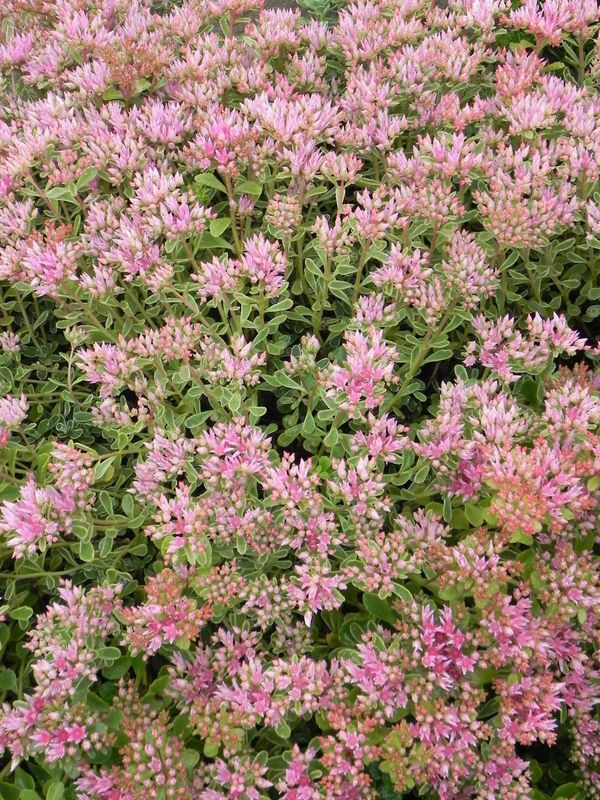 Sedum spurium ‘Tricolor’