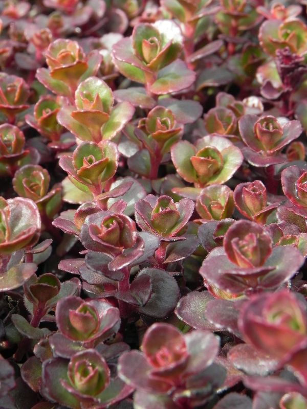 Sedum spurium ‘Voodoo’