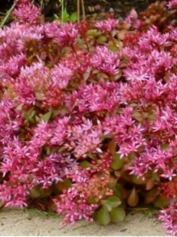 Sedum spurium ‘Purpur Winter’