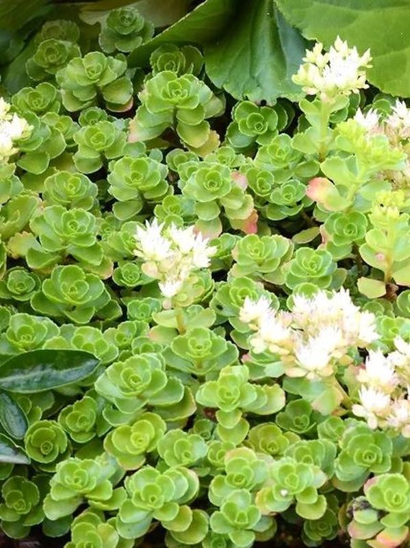 Sedum spurium ‘Album Superbum’