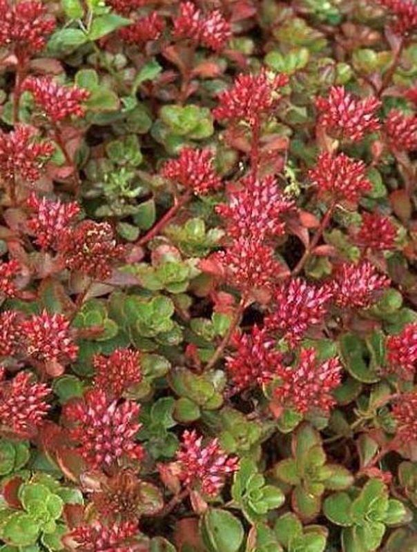 Sedum spurium ‘Fuldaglut’