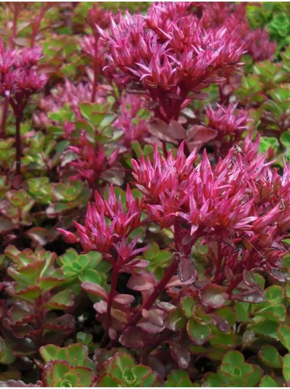 Sedum spurium ‘Purpurteppich’