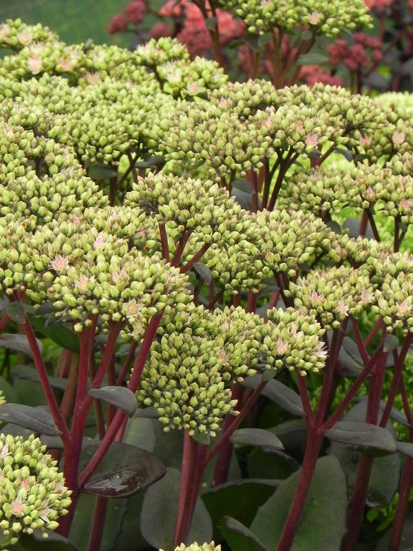 Sedum telephium ‘Matrona’