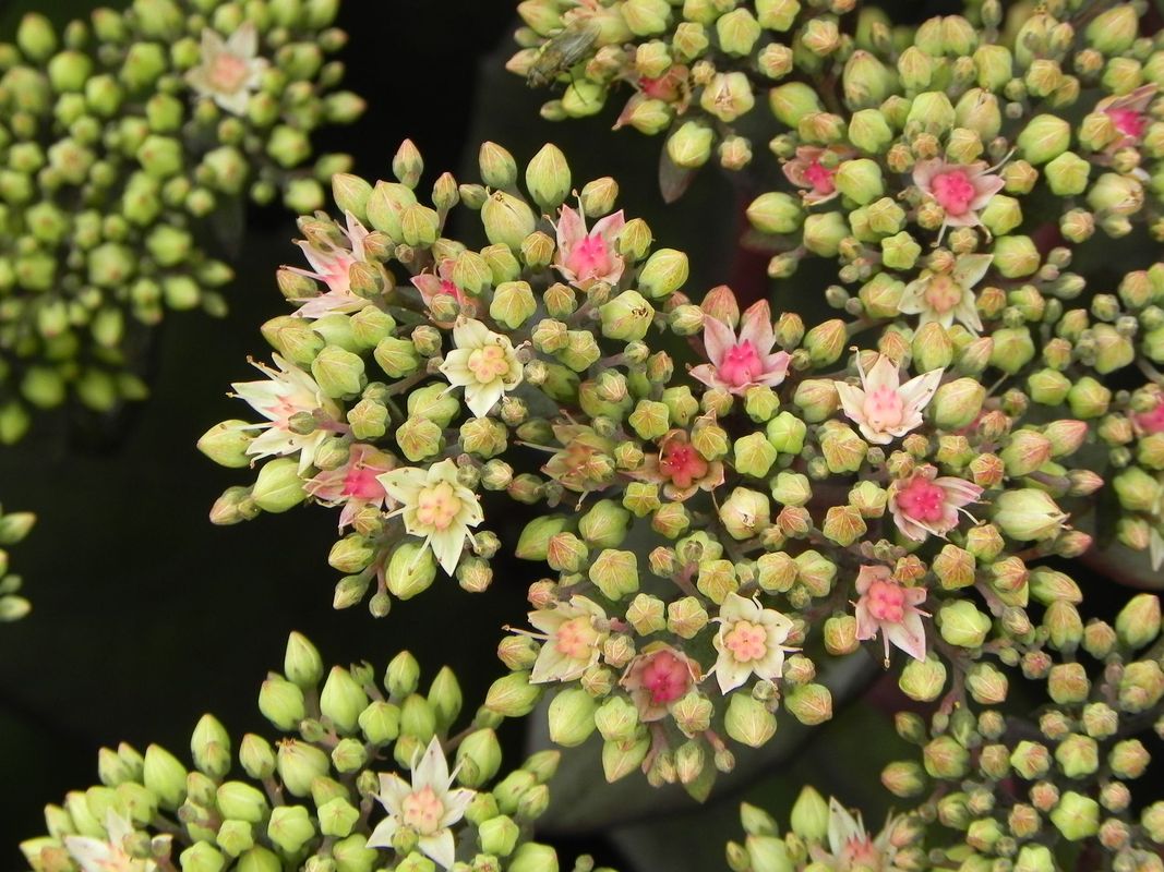Sedum telephium ‘Matrona’