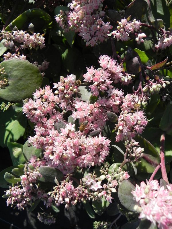 Sedum telephium ‘Matrona’