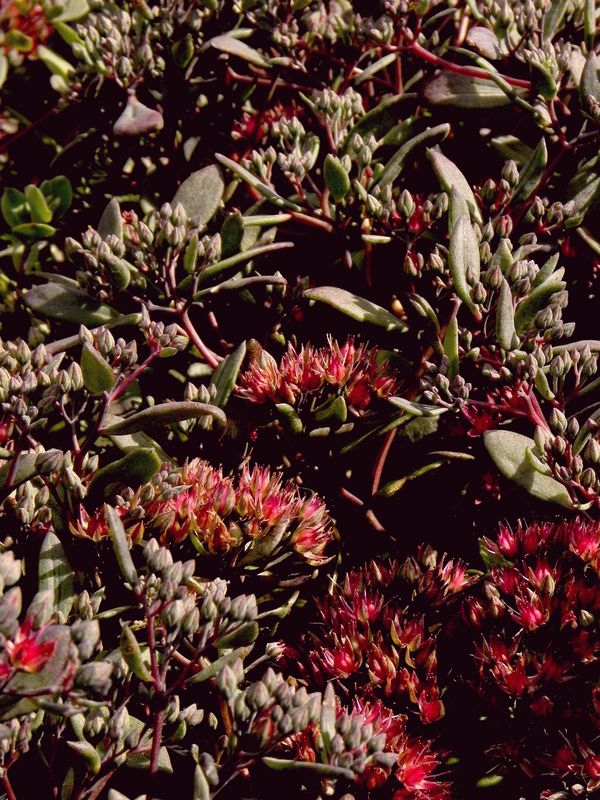 Sedum telephium ‘Dark Knight’
