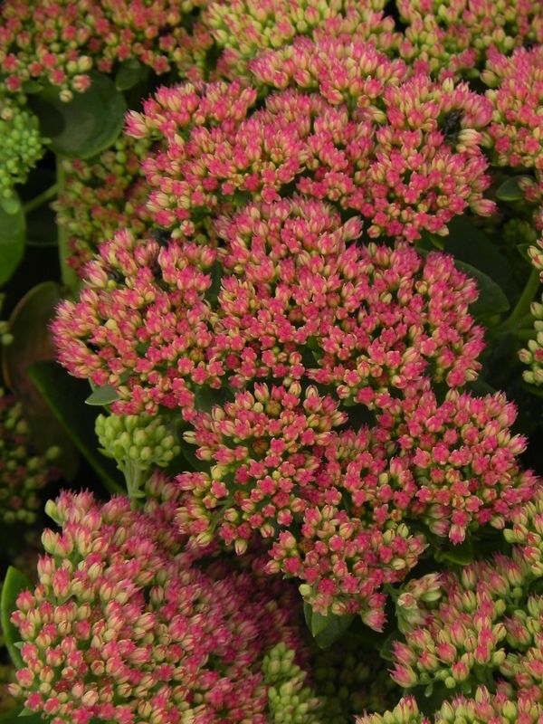 Sedum telephium ‘Herbstfreude’