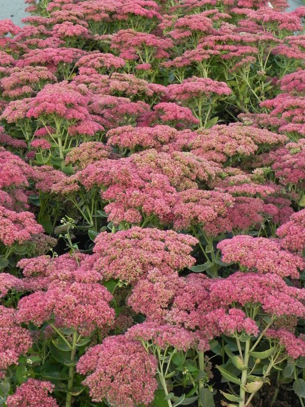 Sedum telephium ‘Herbstfreude’