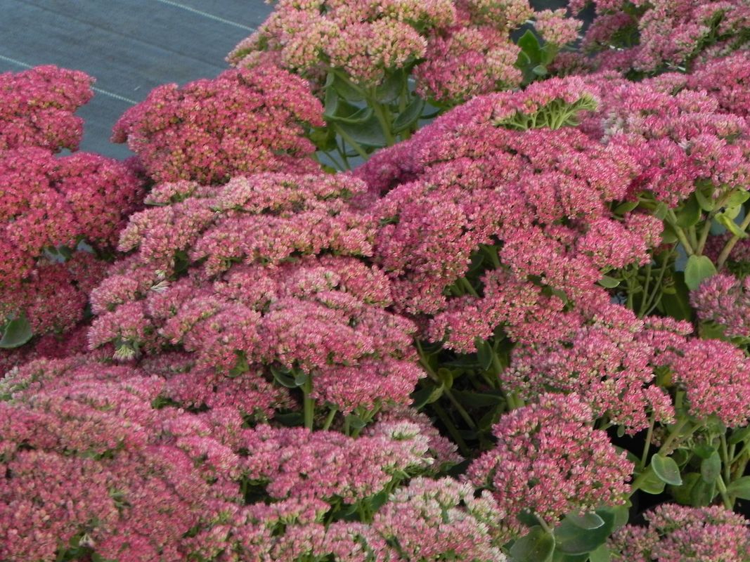 Sedum telephium ‘Herbstfreude’