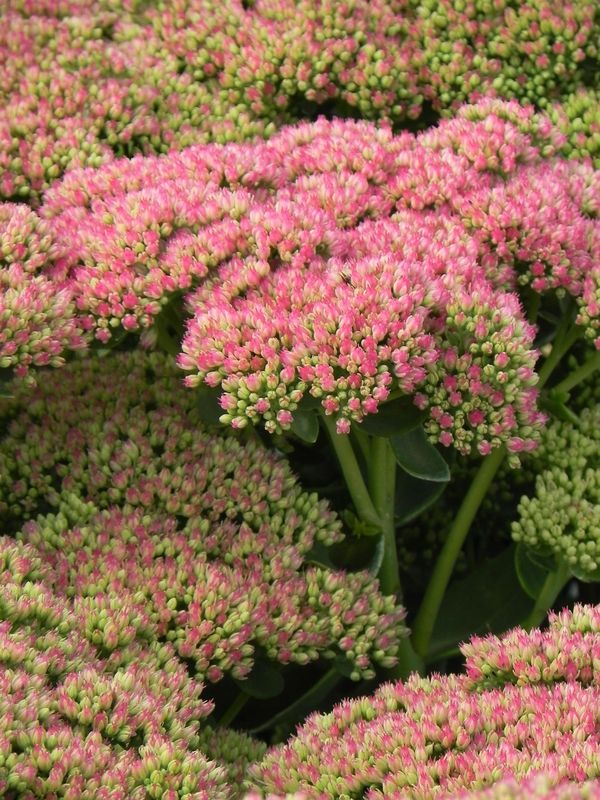 Sedum telephium ‘Herbstfreude’