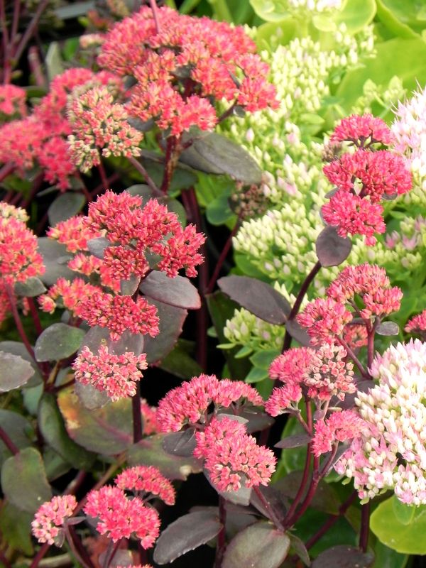 Sedum telephium ‘Red Cauli’