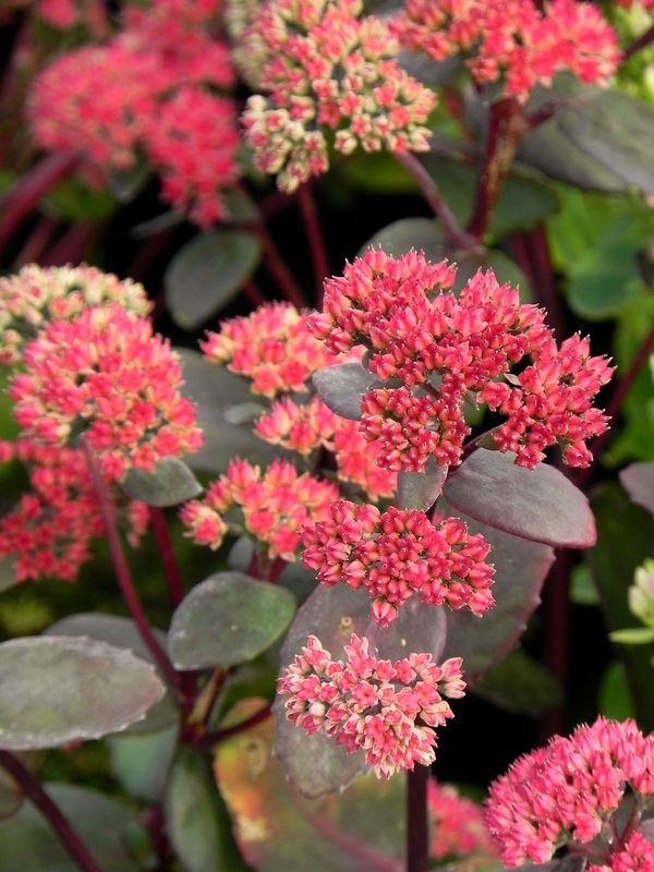 Sedum telephium ‘Red Cauli’