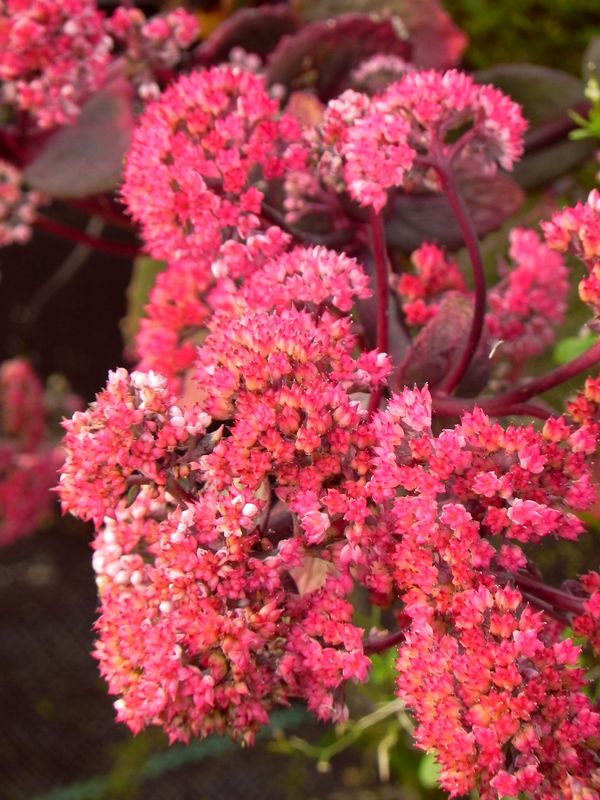 Sedum telephium ‘Red Cauli’