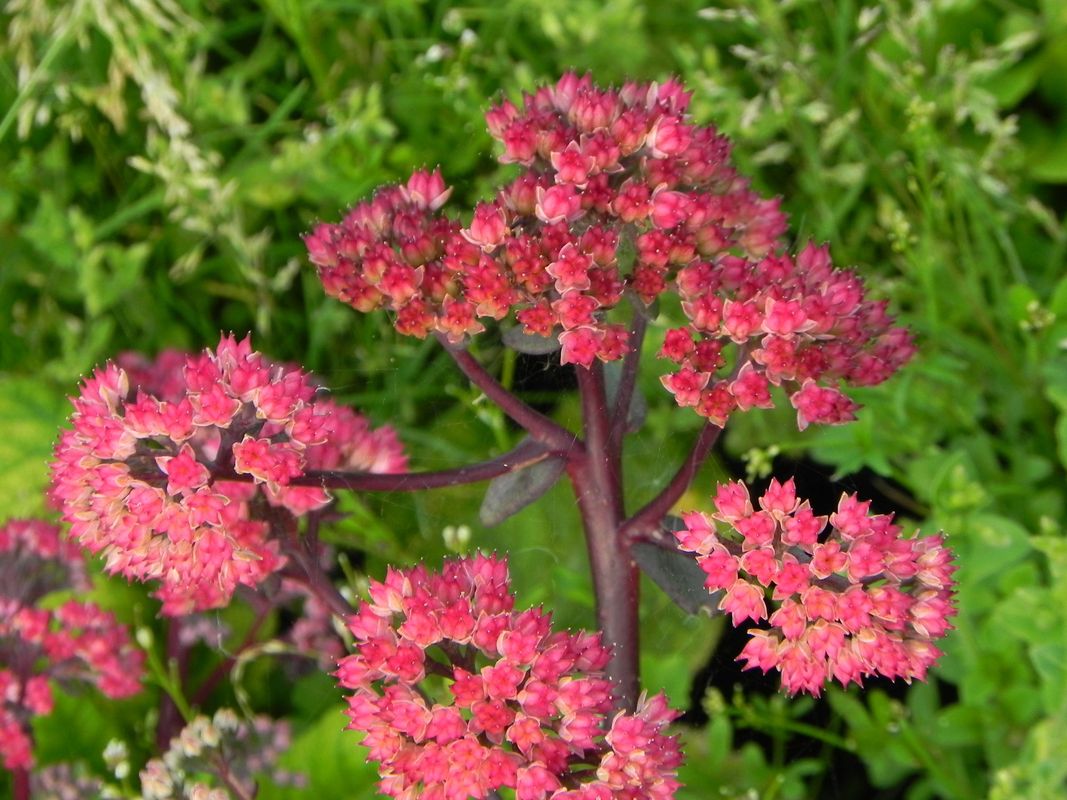 Sedum telephium ‘Red Cauli’