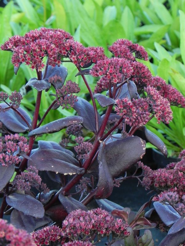 Sedum telephium ‘Touchdown Teak’