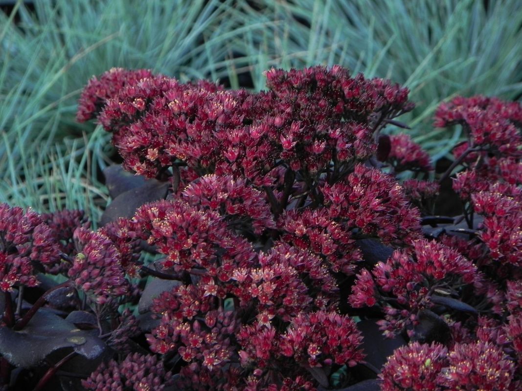 Sedum telephium ‘Touchdown Teak’