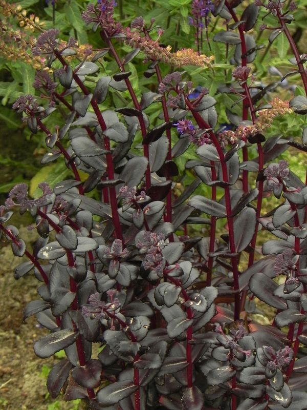 Sedum telephium ‘Touchdown Teak’