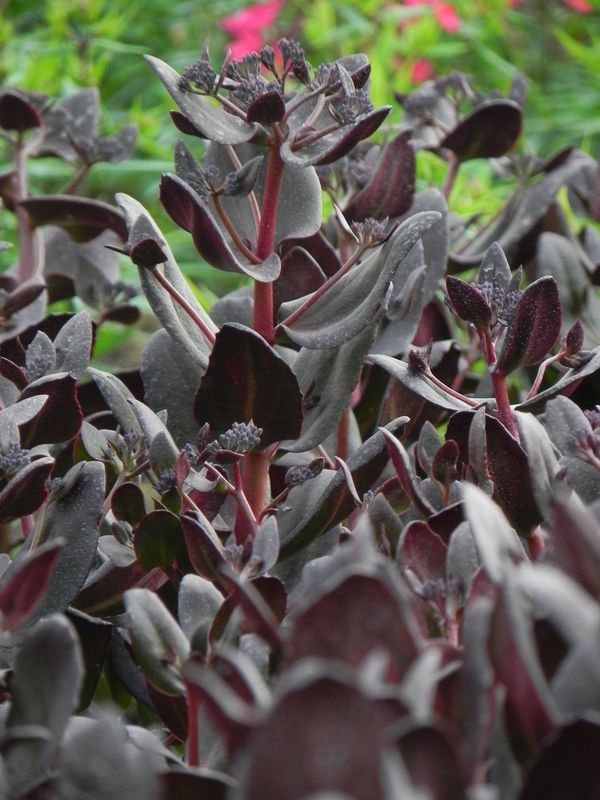 Sedum telephium ‘Touchdown Teak’