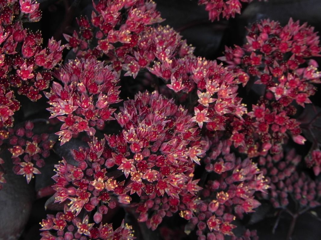 Sedum telephium ‘Touchdown Teak’