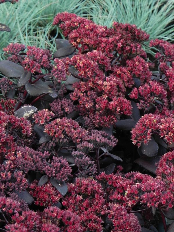 Sedum telephium ‘Touchdown Teak’
