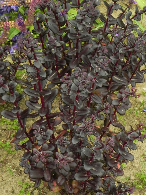 Sedum telephium ‘Touchdown Teak’