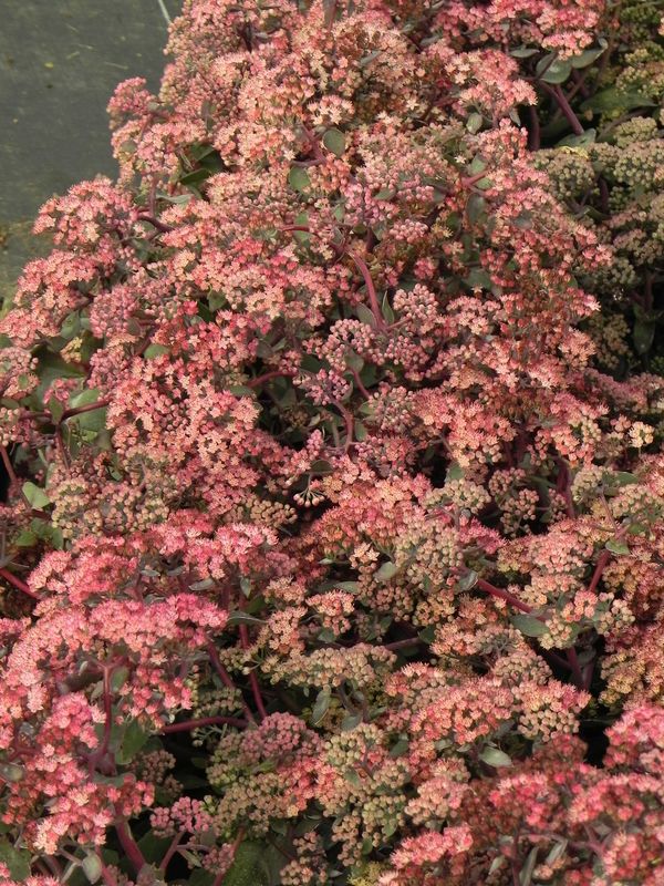 Sedum telephium ‘Seduction Cherry Chocolate’