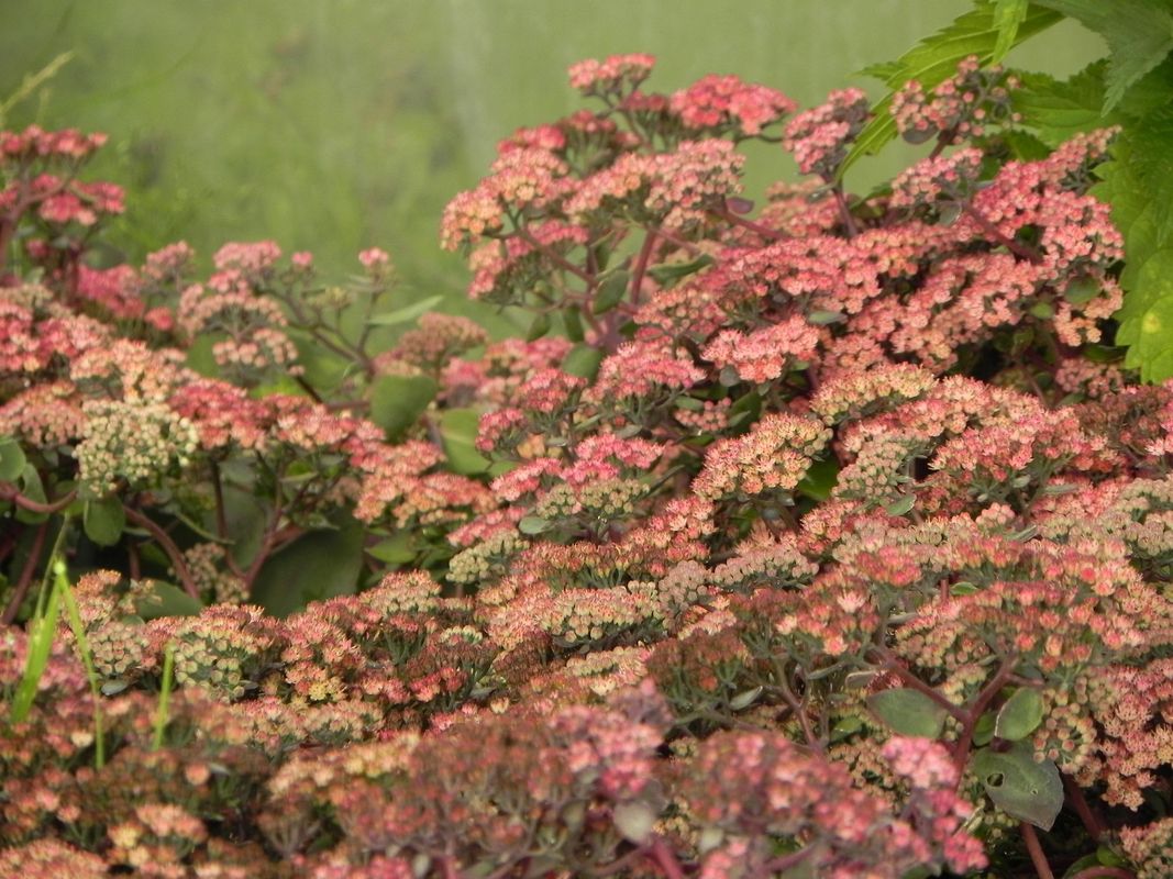 Sedum telephium ‘Seduction Cherry Chocolate’