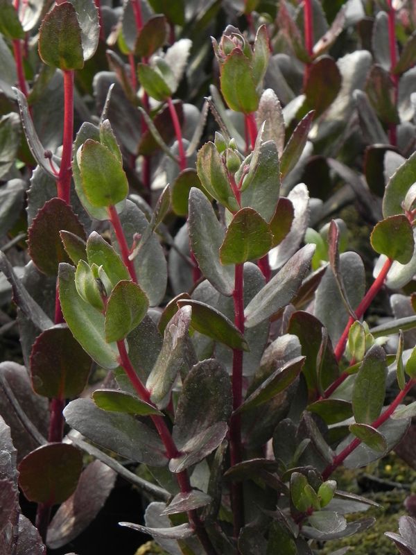 Sedum telephium ‘Chocolate Drop’
