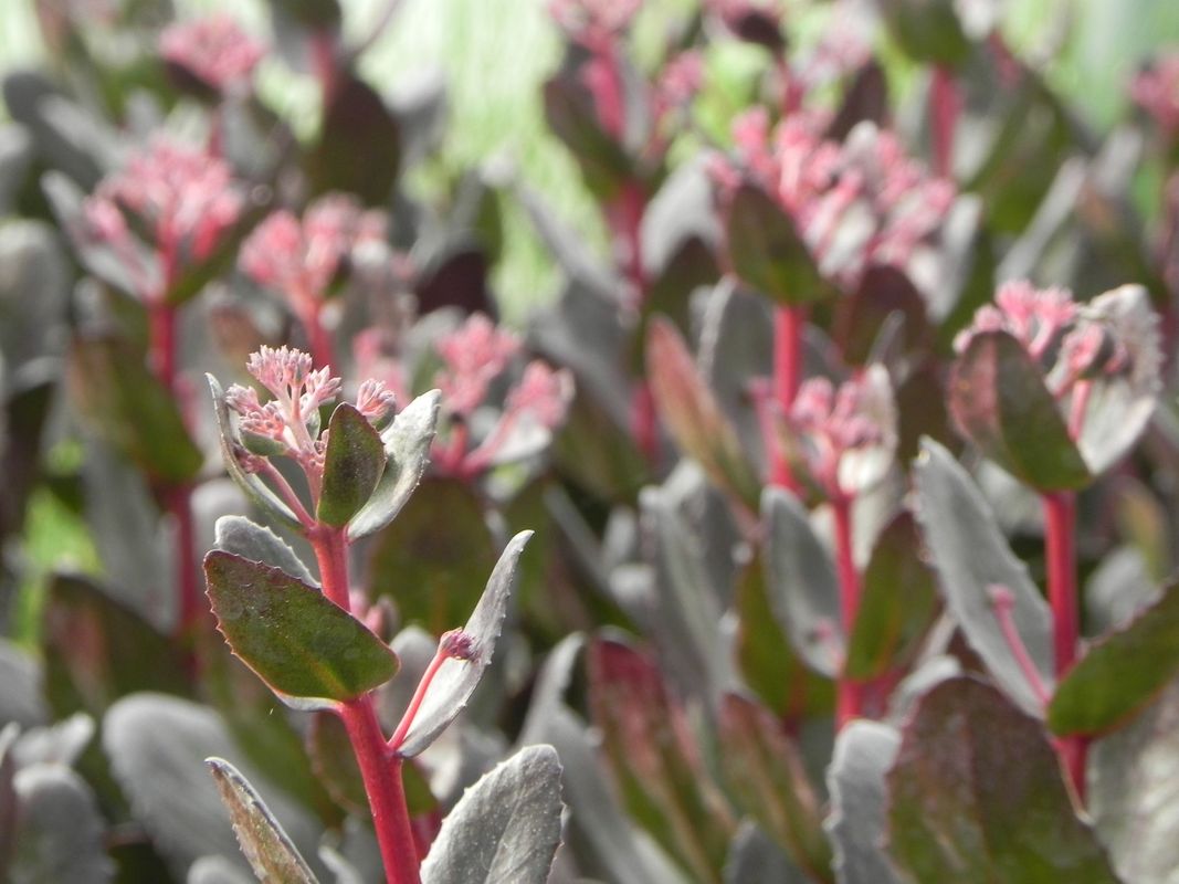 Sedum telephium ‘Chocolate Drop’