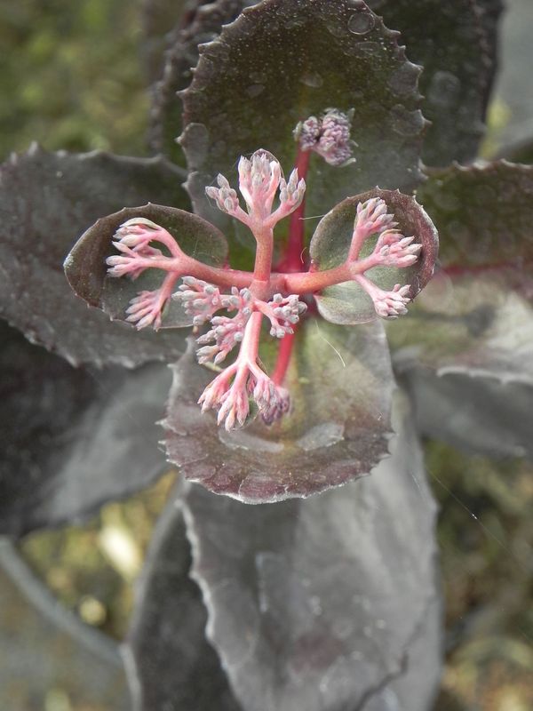 Sedum telephium ‘Chocolate Drop’