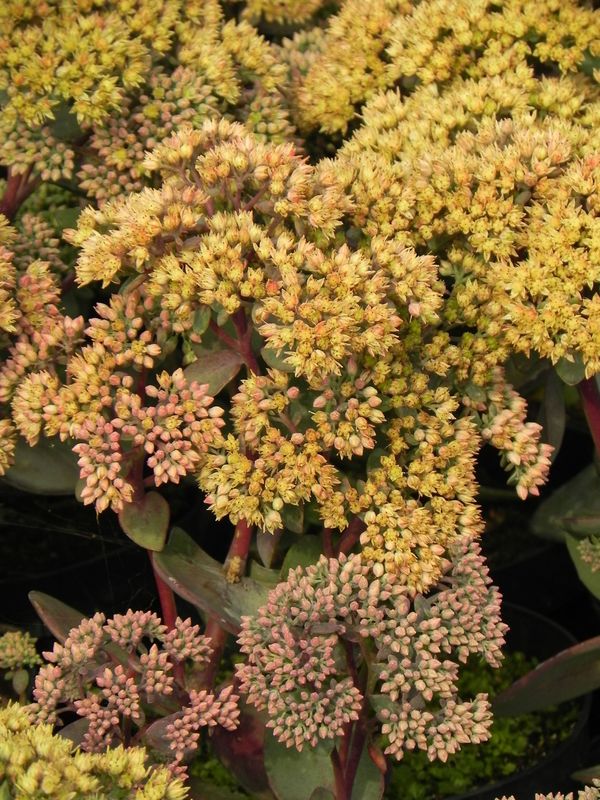Sedum telephium ‘Seduction Yellow Delicat’